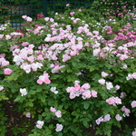 Rosa 'Blush Knock Out' — photo 2