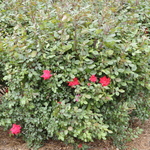 Rosa 'Double Knock Out' — photo 2