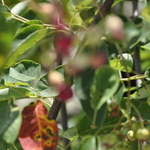 Amelanchier x grandiflora 'Autumn Brilliance' — photo 5