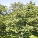 Amelanchier x grandiflora 'Autumn Brilliance' — photo 6