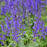 Salvia Viola Klose — photo 1