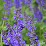 Salvia Viola Klose — photo 2