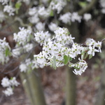 Amelanchier x grandiflora 'Robin Hill' — photo 2