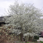 Amelanchier x grandiflora 'Robin Hill' — photo 3
