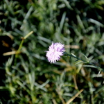 Scabiosa Pink Mist — photo 1