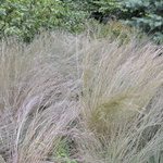 Schizachyrium scoparium 'The Blues' — photo 1