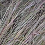 Schizachyrium scoparium 'The Blues' — photo 2