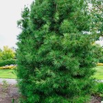 Sciadopitys verticillata — photo 1