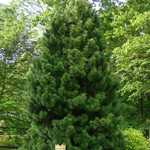 Sciadopitys verticillata — photo 2