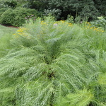 Amsonia hubrictii — photo 2
