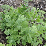 Sedum Neon — photo 2