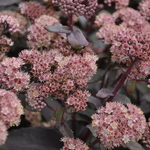 Sedum Purple Emperor — photo 1