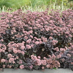 Sedum Purple Emperor — photo 2