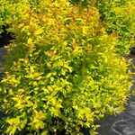 Spirea Dakata Gold Charm — photo 1