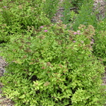 Spirea japonica 'Magic Carpet' — photo 1