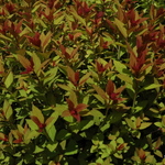Spirea japonica 'Magic Carpet' — photo 4