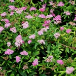 Spirea japonica 'Neon Flash' — photo 2