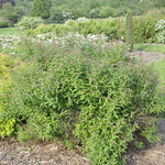Spirea japonica 'Neon Flash' — photo 3