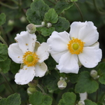 Anemone x hybrida 'Honorine Jobert' — photo 2