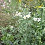 Anemone x hybrida 'Honorine Jobert' — photo 3