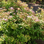 Spirea x bumalda 'Goldflame' — photo 1