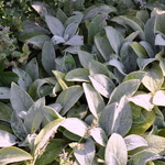 Stachys byz 'Helen von Stein' — photo 1