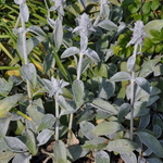 Stachys byz 'Helen von Stein' — photo 2