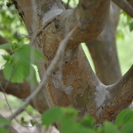 Stewartia mondelpha — photo 1