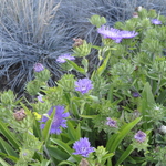 Stokesia laevis Purple Parasols — photo 1