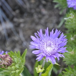 Stokesia laevis Purple Parasols — photo 2