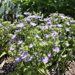 Stokesia 'Peachie's Pick' (BLUE) — photo 2