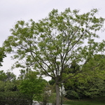 Styphnolobium japonicum Regent — photo 2