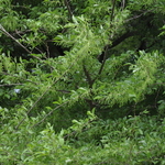 Styrax japonicus — photo 2