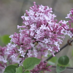 Syringa hybrid Bailbelle — photo 1