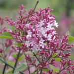 Syringa hybrid Bailbelle — photo 2