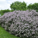 Syringa meyeri 'Palibin' — photo 1