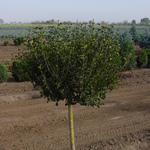 Syringa meyeri 'Palibin' — photo 3