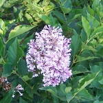 Syringa patula 'Miss Kim' — photo 2