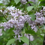 Syringa persica — photo 1