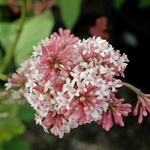 Syringa prestonae Miss Canada — photo 2