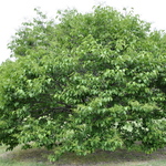 Syringa reticulata — photo 1