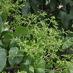 Syringa reticulata — photo 2