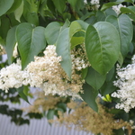 Syringa reticulata — photo 3