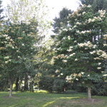 Syringa reticulata 'Ivory Silk' — photo 2