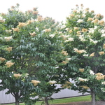 Syringa reticulata 'Ivory Silk' — photo 4