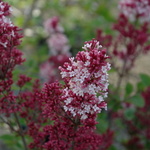 Syringa Tinkerbell — photo 1