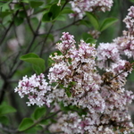 Syringa Tinkerbell — photo 3
