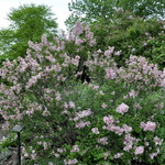 Syringa Tinkerbell — photo 4