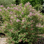 Syringa Tinkerbell — photo 5
