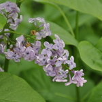 Syringa vulgaris Agincourt Beauty — photo 1